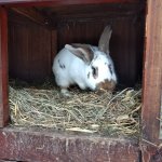 phoca_thumb_m_krteci a zvtka 3 Fotogalerie
